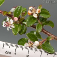 Cotoneaster